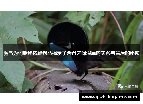 魔鸟为何始终依赖老马揭示了两者之间深厚的关系与背后的秘密